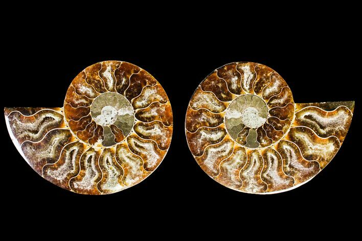 Agatized Ammonite Fossil - Madagascar #145964